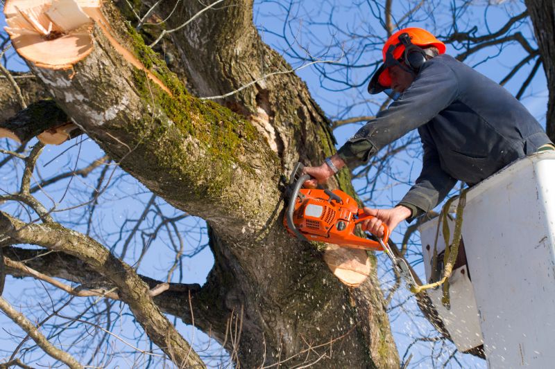 Spruce Tree Removal in Allentown, PA