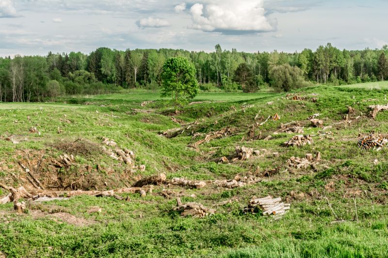 Vegetation Removal