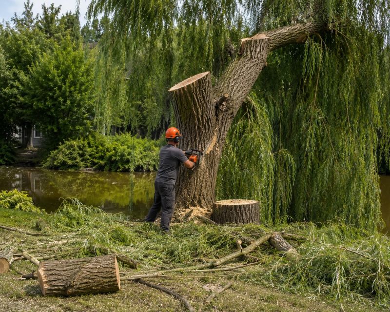 Birch Tree Removal in Allentown, PA