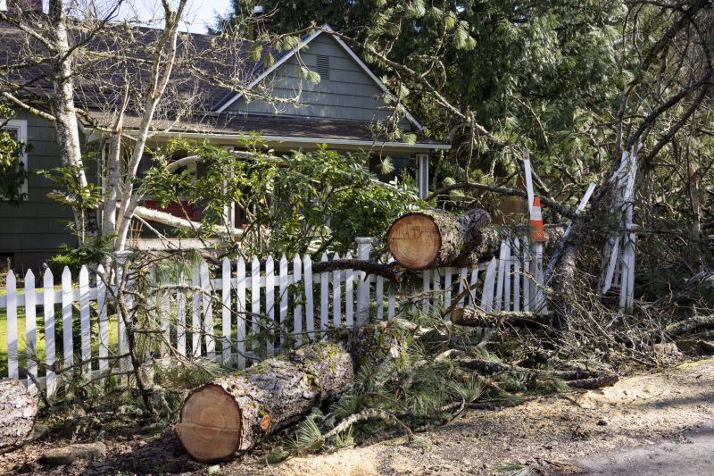 Dogwood Tree Removal in Reno, NV