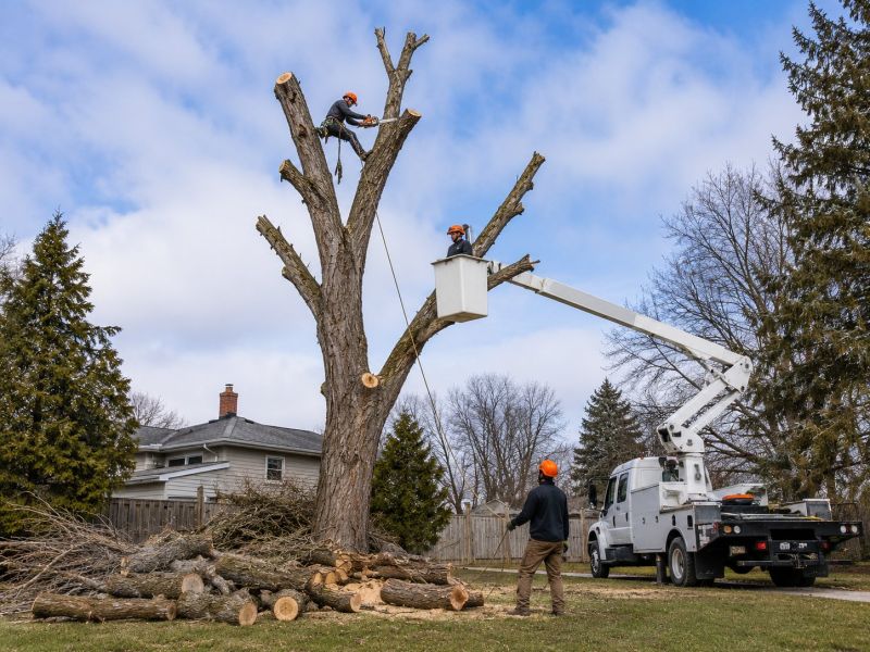 Dogwood Tree Removal in Doylestown, PA