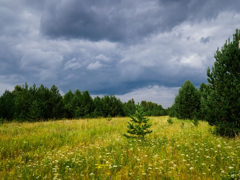 Farm Clearing in Cumming, GA