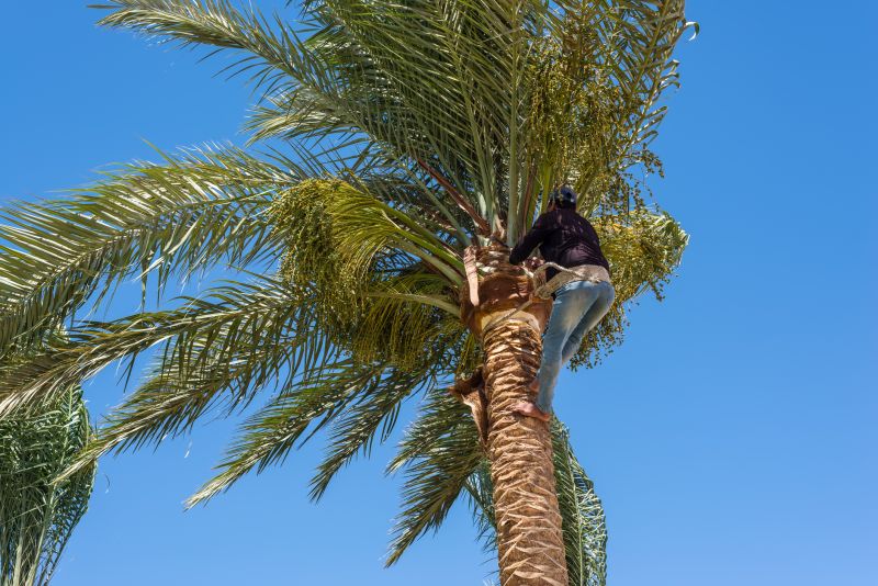 Palm Tree Removal in Allentown, PA