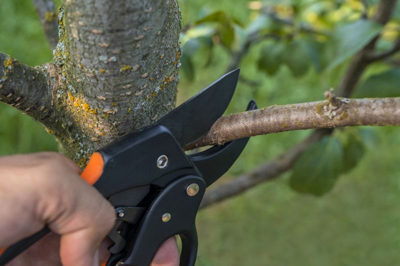 Spruce Tree Removal in Allentown, PA
