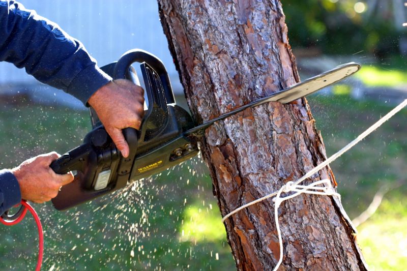 Spruce Tree Removal in Reno, NV