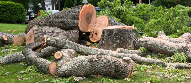 Tree Removal Service in Reno, NV