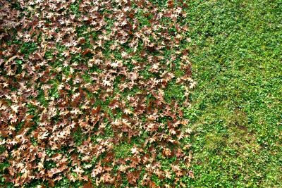 Autumn Vegetation Management